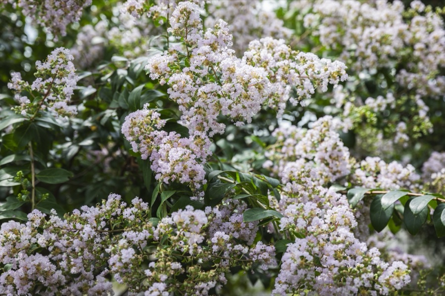 季節の花